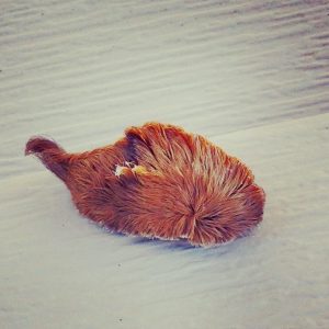 Four Caterpillars in Miami that Actually ARE Poisonous