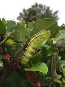 Four Caterpillars in Miami that Actually ARE Poisonous