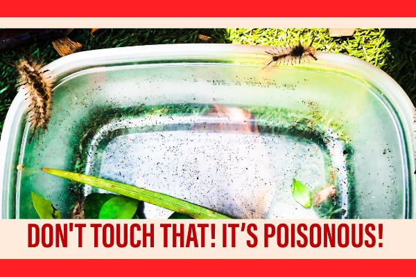Four Caterpillars in Miami that actually are poisonous miami moms blog