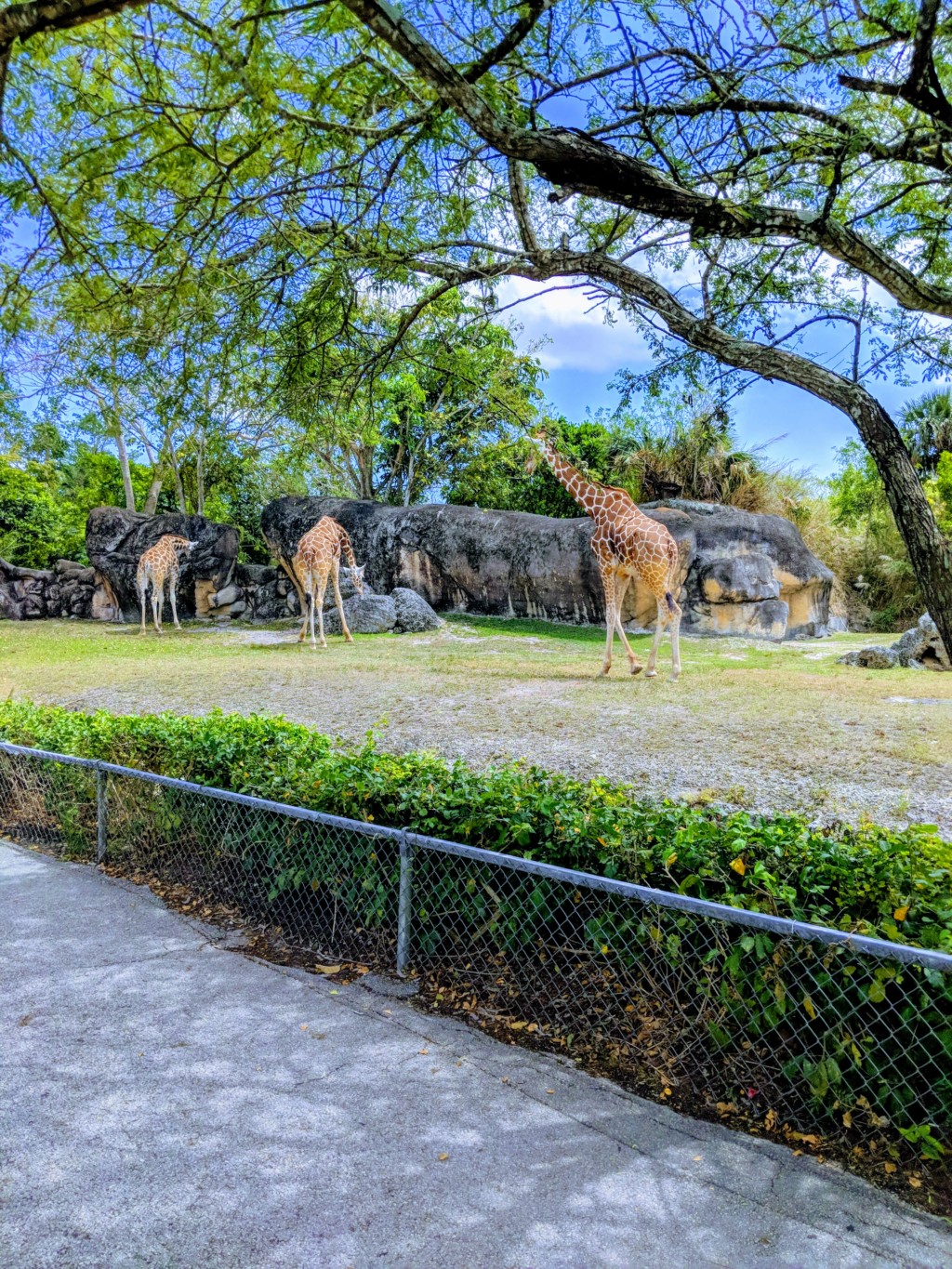 Zoo Miami Giraffes Winter Fun: Rediscover Miami in the Cold Mariela Bonomi Contributor Miami Moms Blog