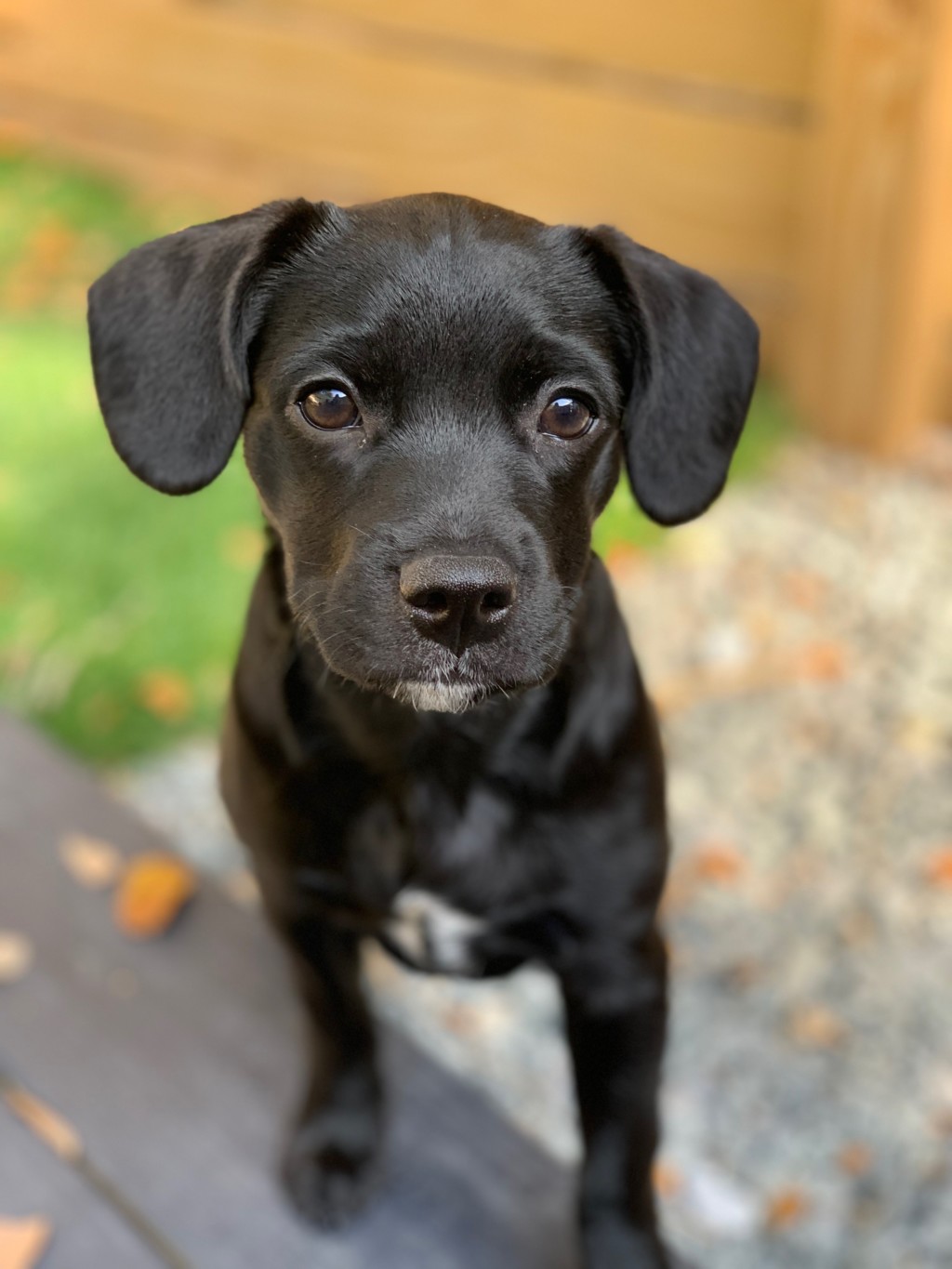 sake Getting a Puppy: All the Things You Need to Know Before You Do Nicole Santamaria Contributor Miami Moms Blog