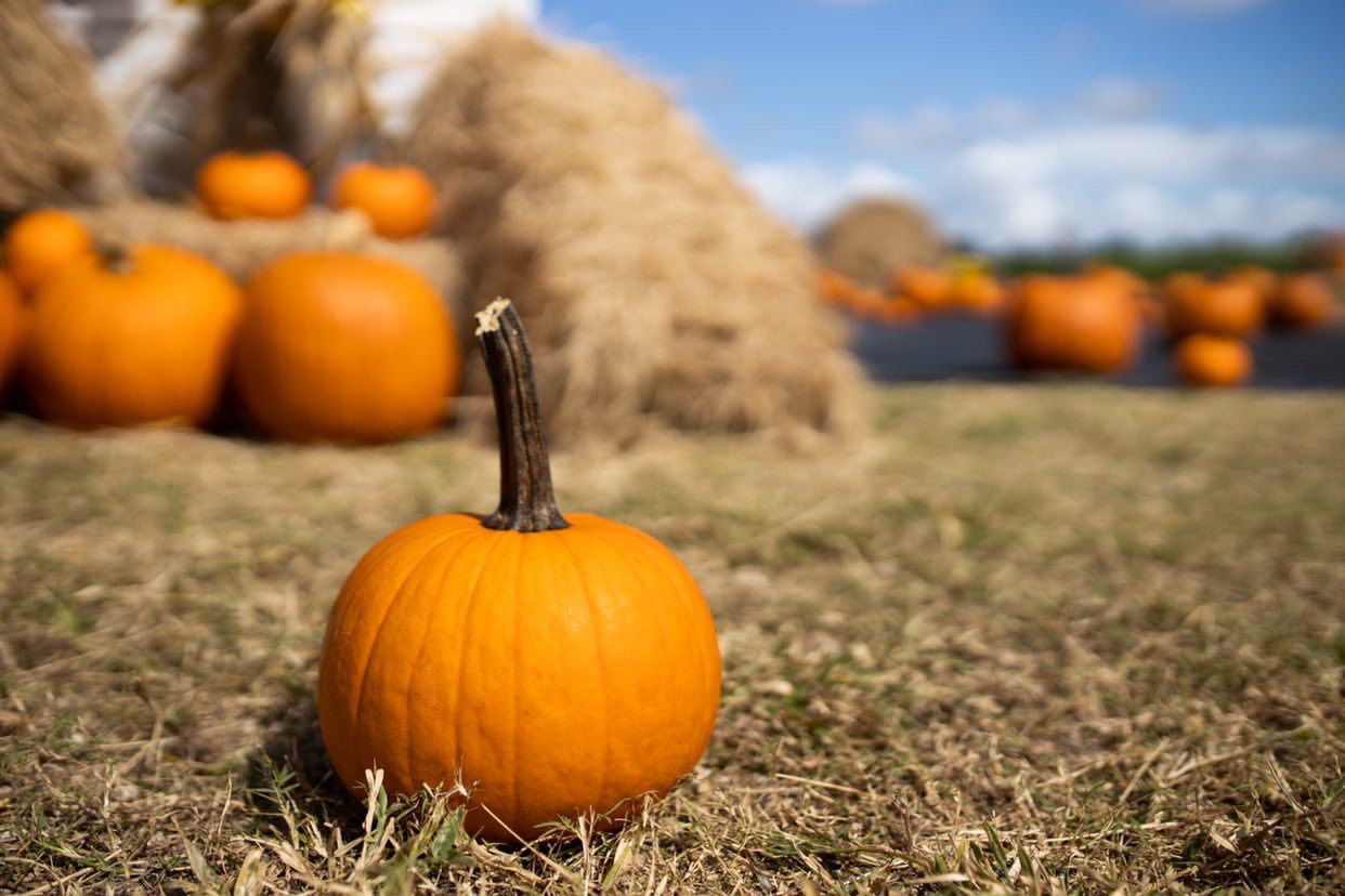 Pumpkin Dacia Wiegandt Contributor Miami Moms Blog