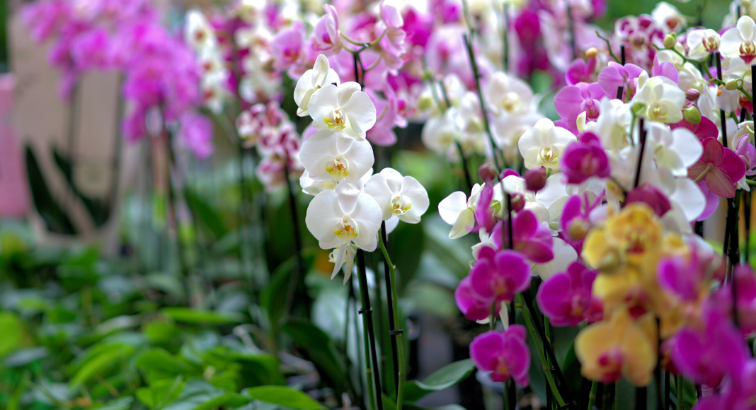 The First Day of Spring and Its Promise of Renewal Kristine McGlinchey-Yap Contributor Miami Moms Blog