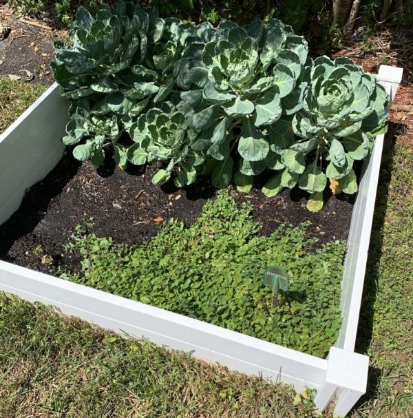 At Home Gardening, a Fun Hobby for You and Yours! Ana-Sofia DuLaney