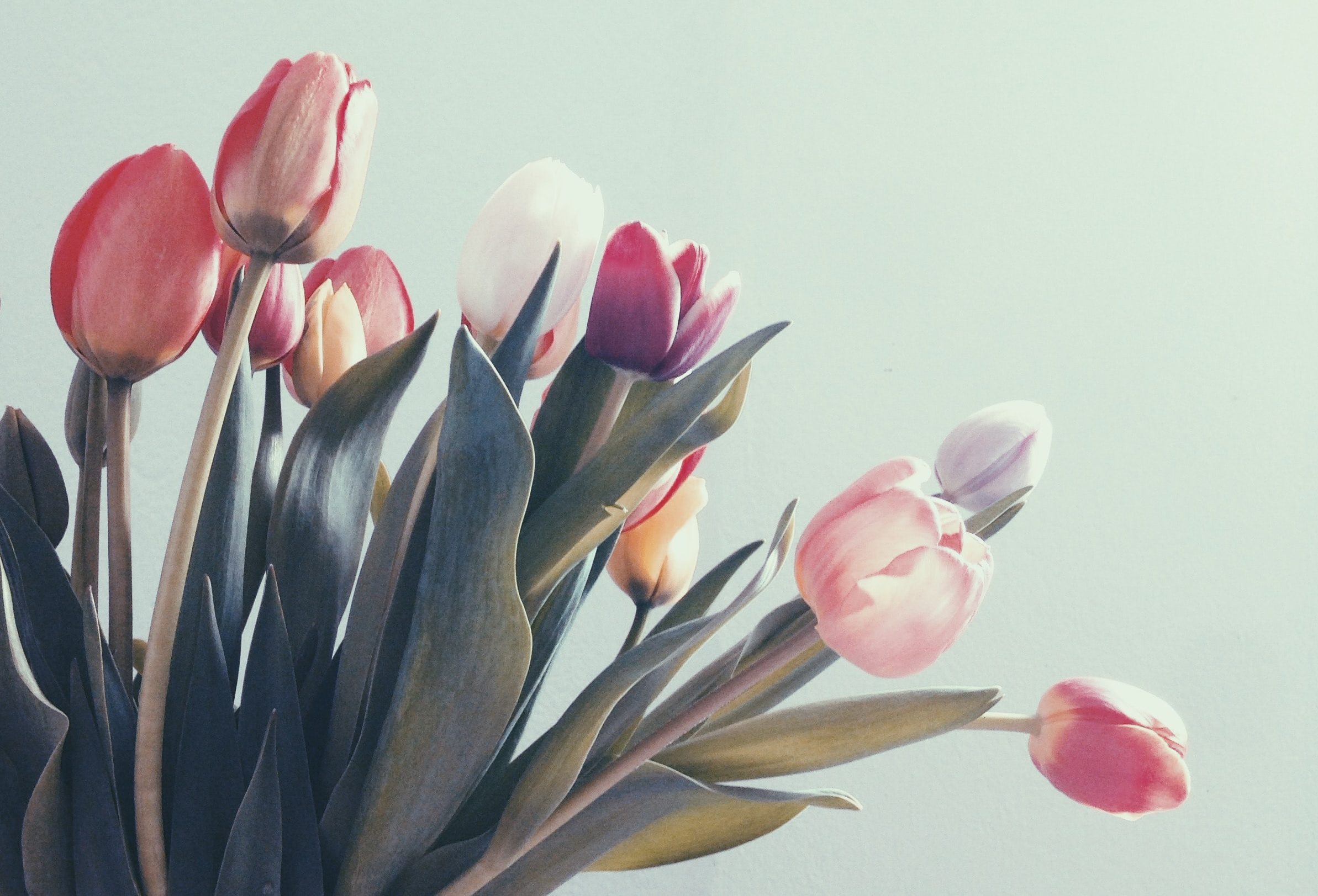 Image: A bouquet of multicolored tulips