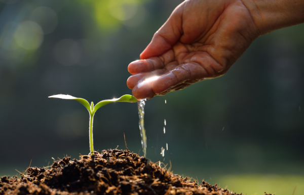 Image: A hand watering a new plant