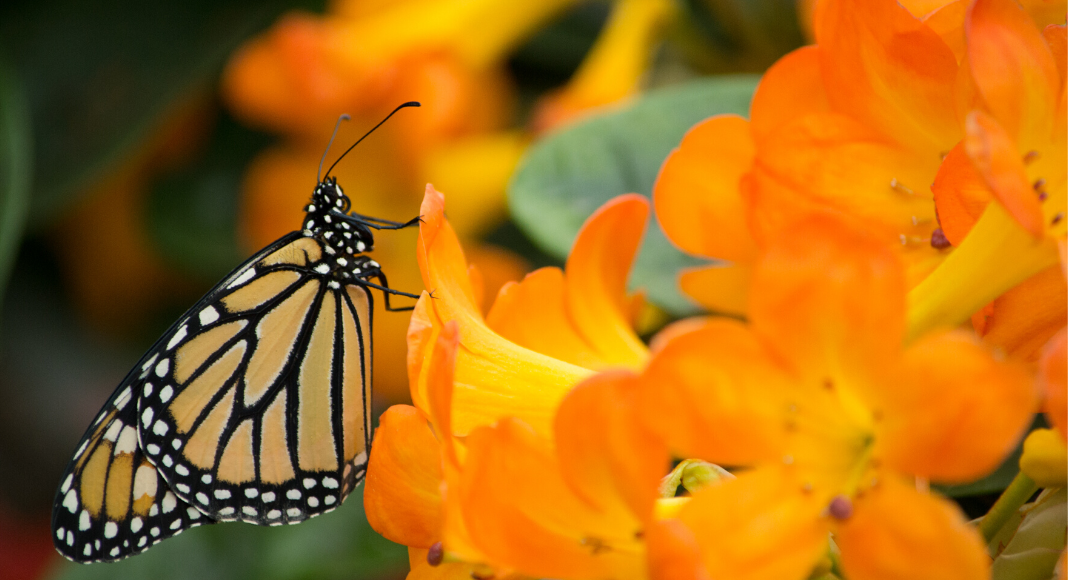 5 tips para plantar un jardín de mariposas en Miami Caro Mejia Contributor Miami Moms Blog