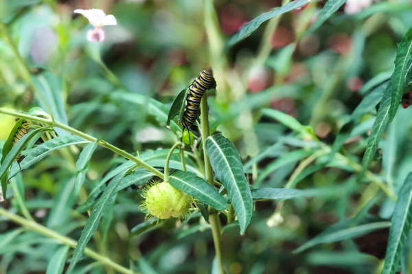 5 tips para plantar un jardín de mariposas en Miami Caro Mejia Contributor Miami Moms Blog