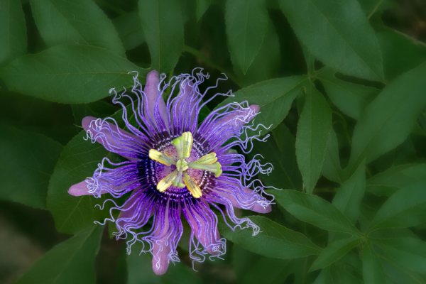 5 tips para plantar un jardín de mariposas en Miami Caro Mejia Contributor Miami Moms Blog