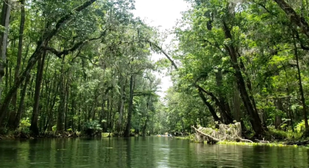 Ichetucknee Springs: Summer Fun at a Hidden Gem {Road Trip Series} Illiett Ojeda Contributor Miami Mom Collective