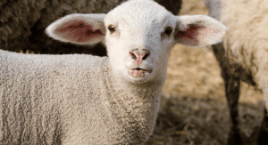 Image: A white lamb