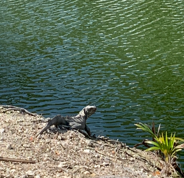 An iguana sunning itself (Dianna Hill Contributor Miami Mom Collective)