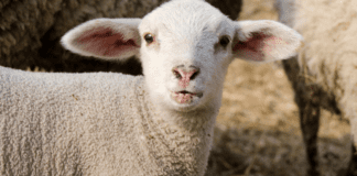 Image: A white lamb
