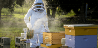 Beekeeping: How the Bees Found Me Kristina in her beekeeper suit, tending to her bees (Beekeeping: How the Bees Found Me Kristina Fiorentino Contributor Miami Mom Collective)