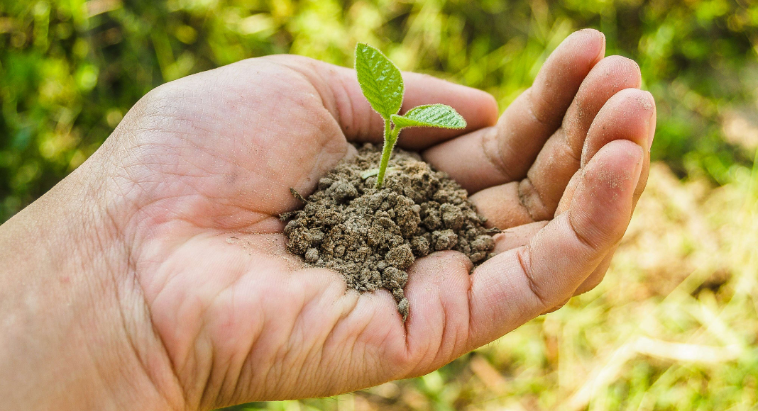 Image: A handful of soil