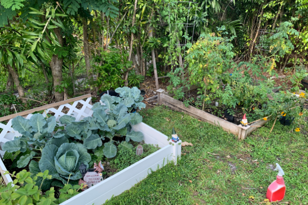 Image: A garden of greens