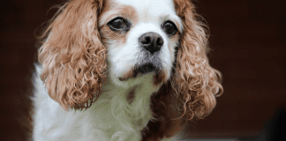 A picture of Monica's dog (Summer Pup Popsicles From a Dietitian's Dog To You Monica Moreno Contributor Miami Mom Collective)