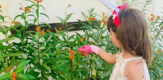 Butterfly Gardening in South Florida: How to Get Started Jessica's daughter tending their butterfly garden (Butterfly Gardening in South Florida Jessica Alvarez-Ducos Contributor Miami Mom Collective)