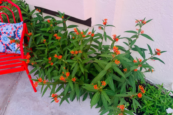 Milkweed plants (Butterfly Gardening in South Florida Jessica Alvarez-Ducos Contributor Miami Mom Collective)