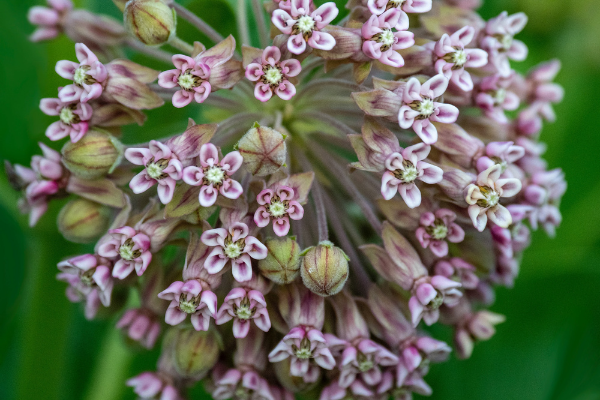 Milkweek flowers (Butterfly Gardening in South Florida Jessica Alvarez-Ducos Contributor Miami Mom Collective)