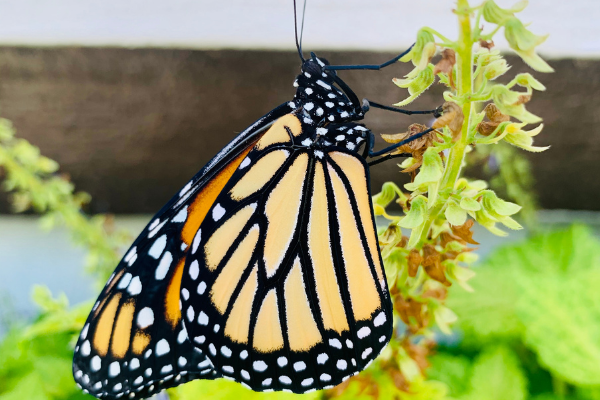 A monarch butterfly on a plant (Butterfly Gardening in South Florida Jessica Alvarez-Ducos Contributor Miami Mom Collective)