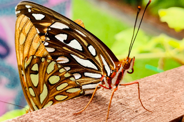 (Jessica Alvarez-Ducos Contributor Miami Mom Collective)