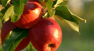 Apples growing on a tree (Fall's Most Fabulous Superfoods Your Plate Needs Monica Moreno Contributor Miami Mom Collective)