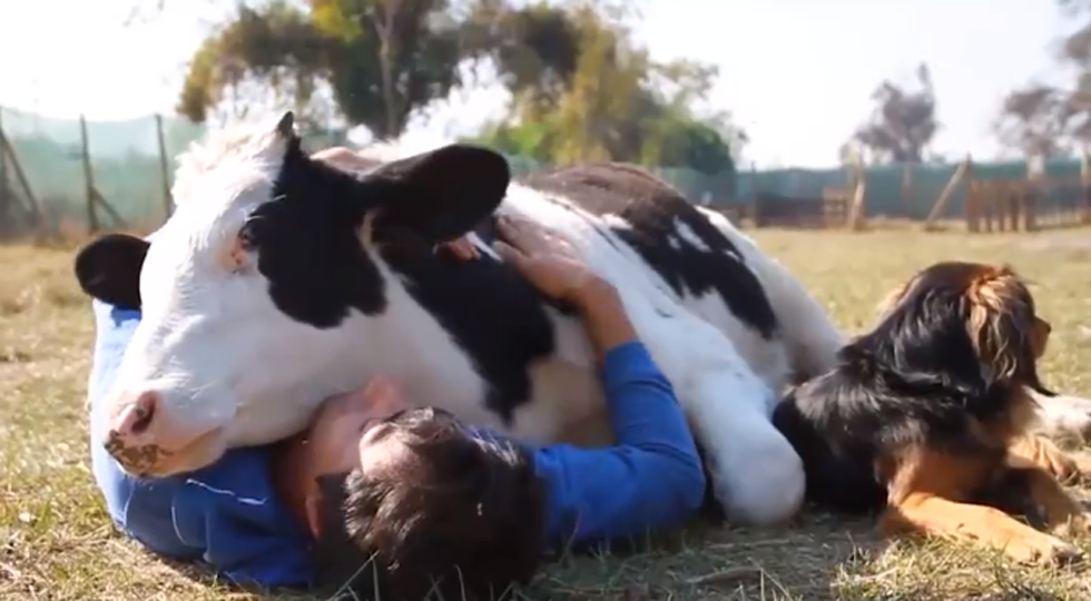 Image: A man with a cow and a dog (Sandra Jacquemin Contributor Miami Mom Collective)