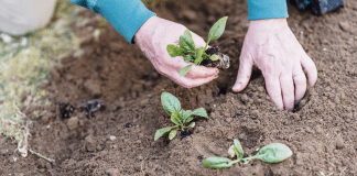 Edible Gardening Calendar: What to Plant & When in South Florida! Someone planting edible plants in their garden
