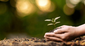 Two hands placing a young plant into some soil for Earth Day