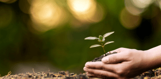 Two hands placing a young plant into some soil for Earth Day