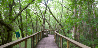 Field Trips: 3 Nature Places to Explore With Your Kids A path winds through a wooded area