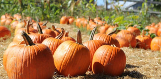 A pumpkin patch