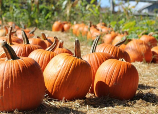 A pumpkin patch