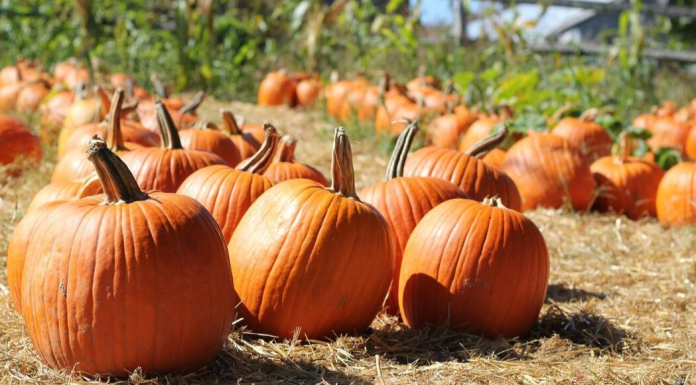 A pumpkin patch