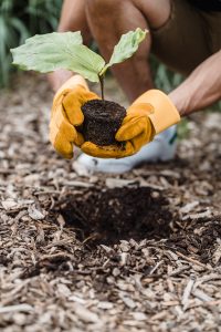 Image: Someone planting a tree