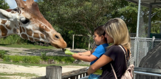 The 10 Best Child-Friendly Activities in Miami Image: A mother and son feed a giraffe at Zoo Miami