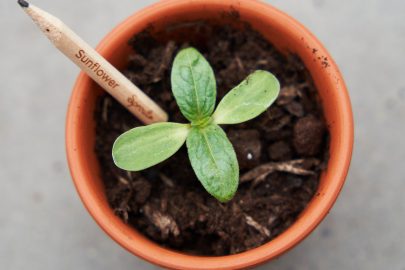 SproutWorld SproutWorld