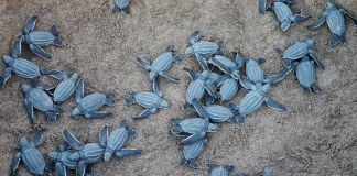 Sea Turtle Encounters In & Around Miami Image: Sea turtles hatch from their nest