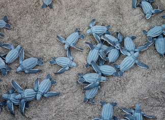 Image: Sea turtles hatch from their nest