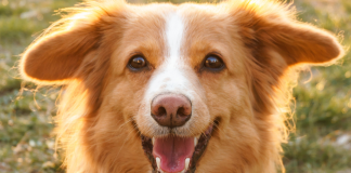 Image: A happy dog in the grass