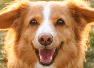 Image: A happy dog in the grass