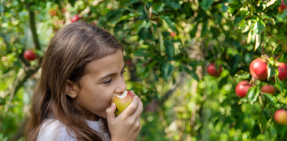 Apples: The Health Benefits of Nature’s Toothbrush | Dr. Bob Image: A child bites into an apple at an orchard