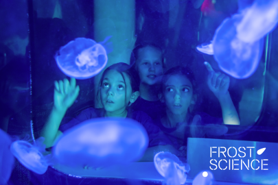 Frost Science 2024 Holiday Events & Activities Guide Image: Children observe jellyfish at Frost Science