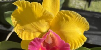 Sawgrass Nature Center’s February Orchid and Plant Festival