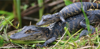 Mini-Me Science: Into the Wild – Everglades National Park