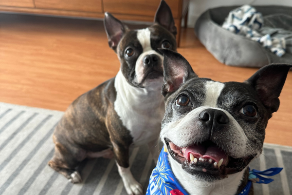 Image: Two Boston terriers, one of which appears to be smiling